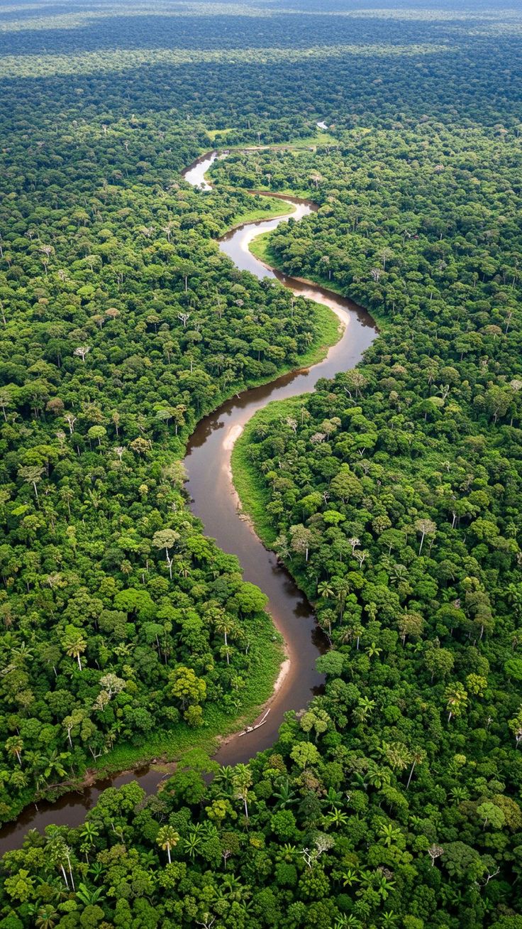 Forests of the World