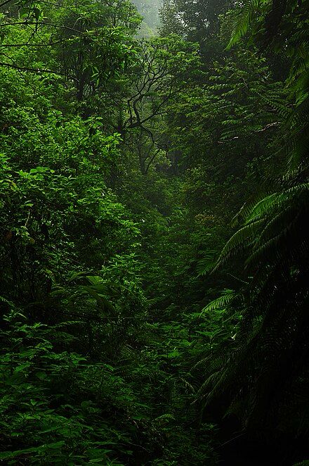 Forests of the World
