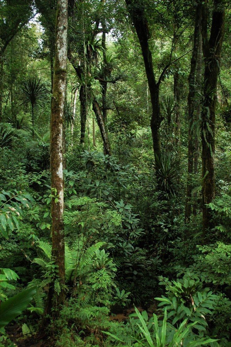 Forests of the World