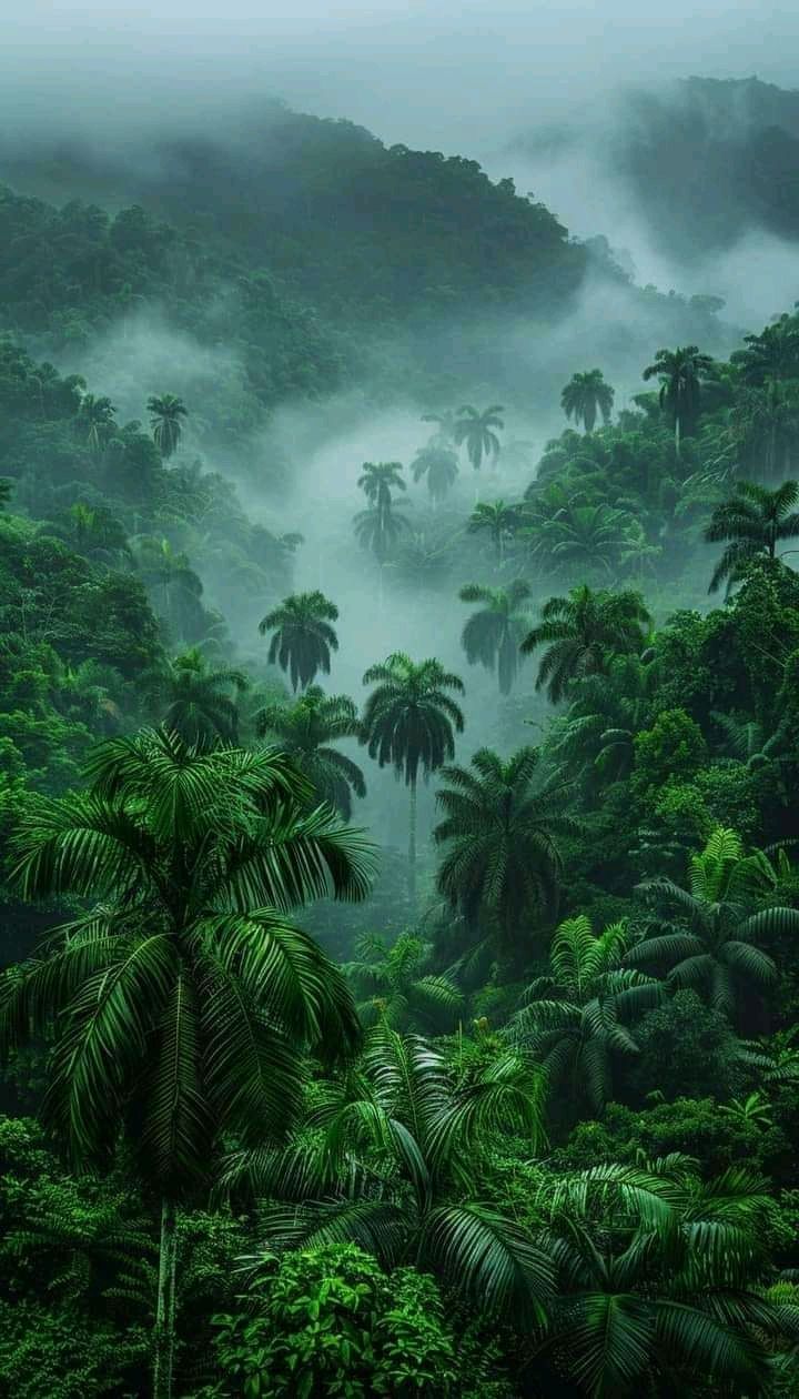 Forests of the World