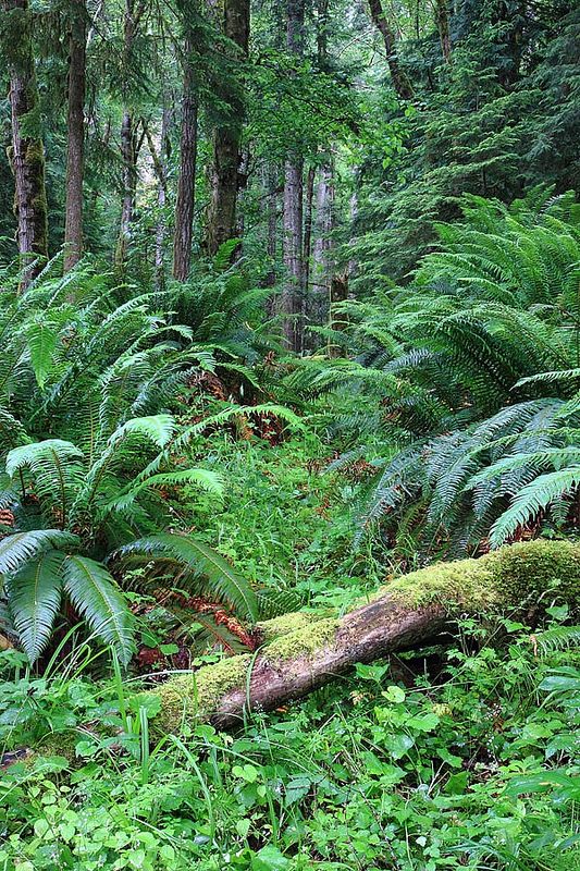 Forests of the World