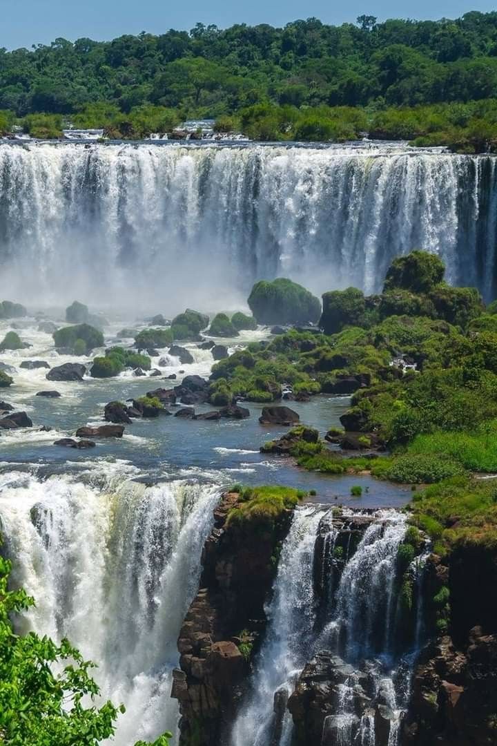Forests of the World