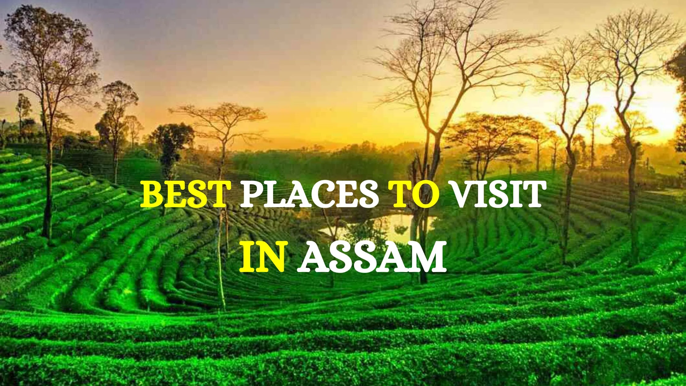 This photo is used as welcome for my blog which shows that this blog is made on Assam