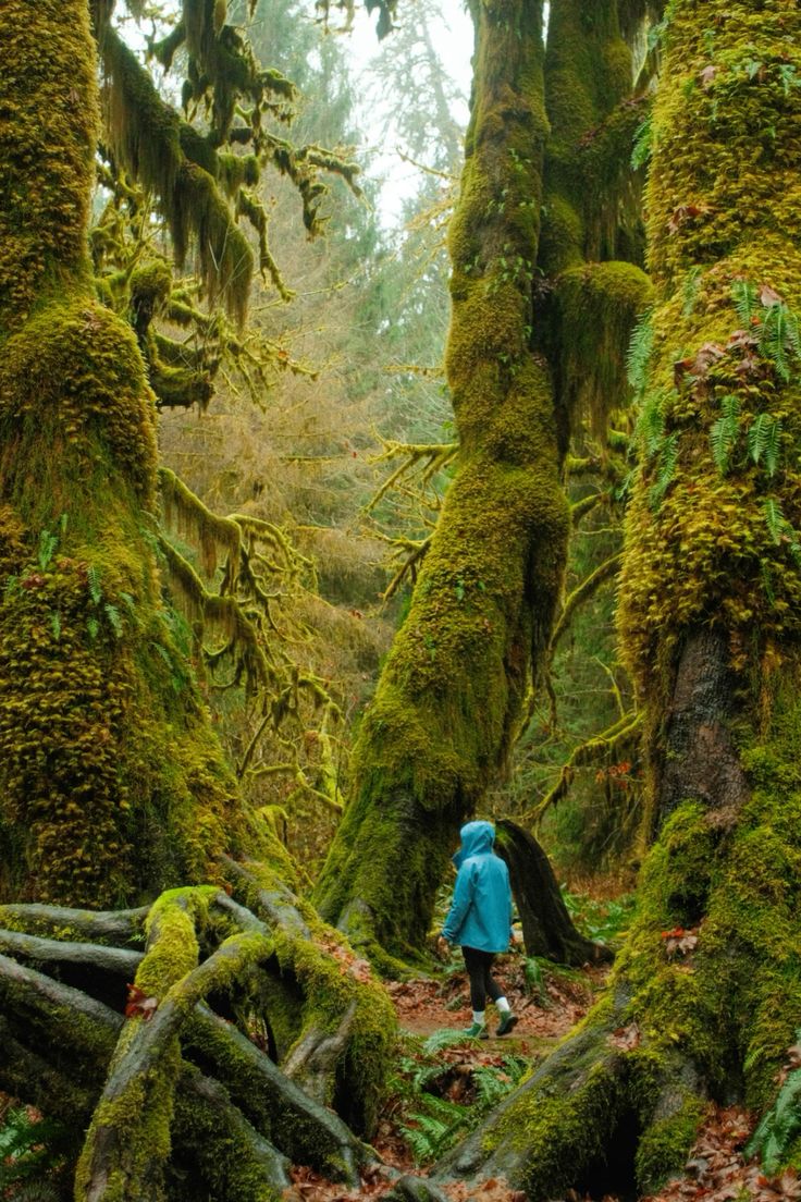 Forests of the World