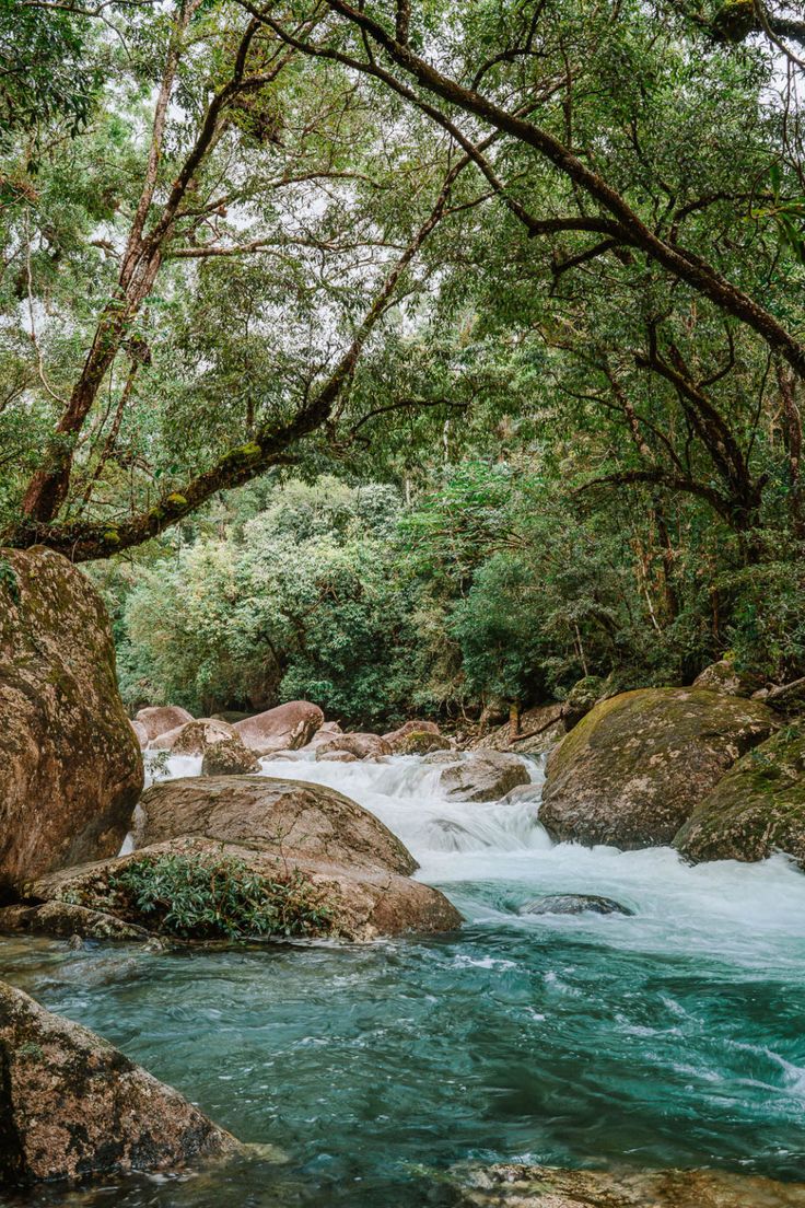 Forests of the World