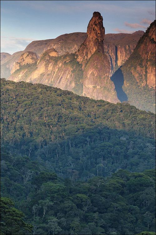 Forests of the World