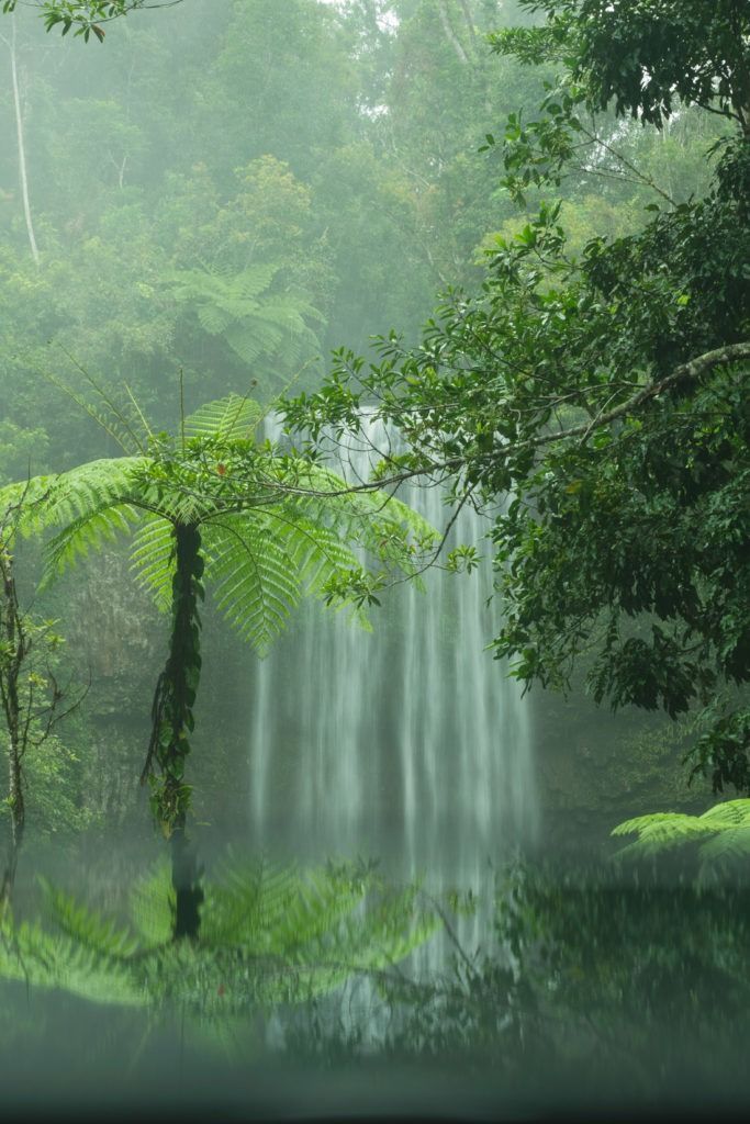 Forests of the World