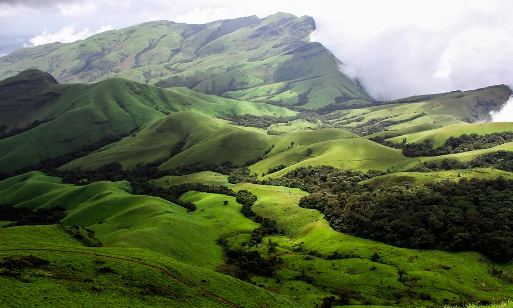 Forests of the World