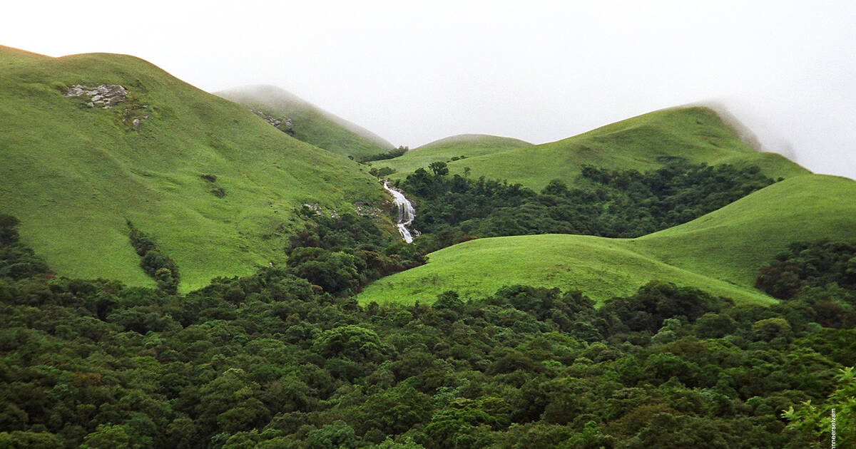 Forests of the World